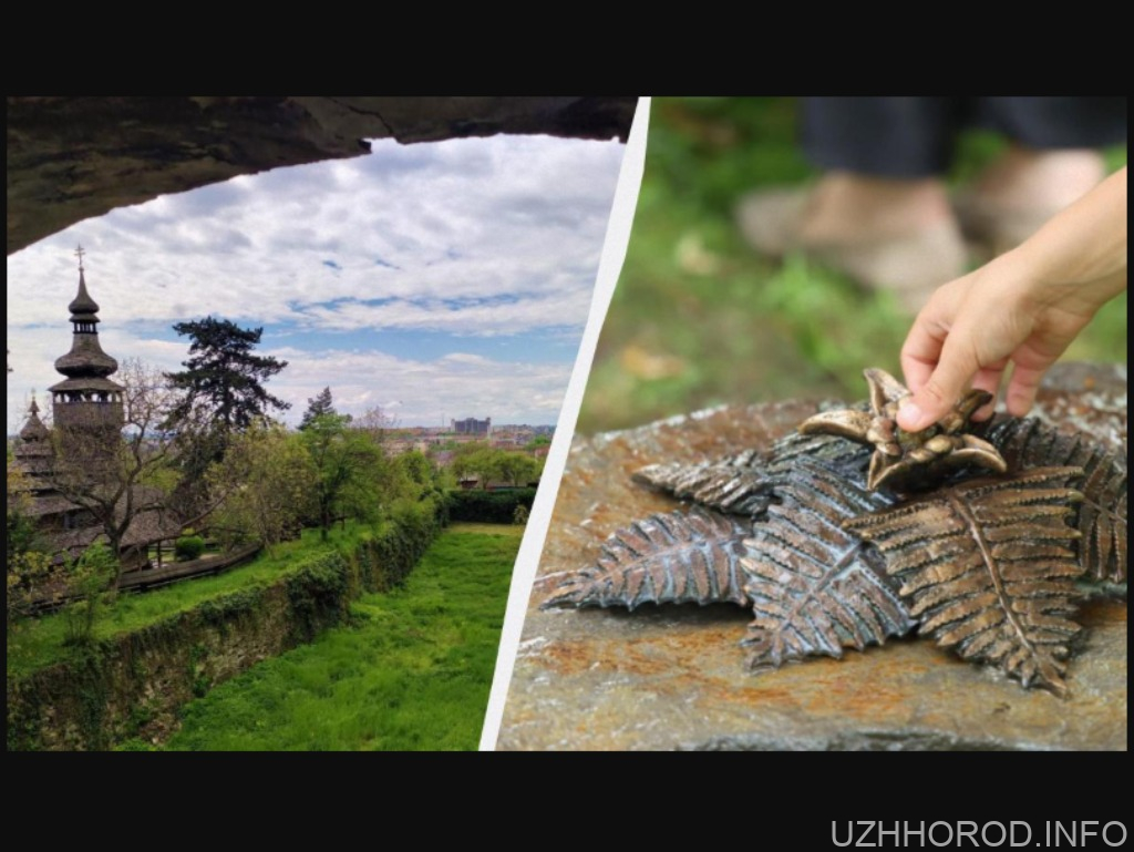 В Ужгороді "розцвіла" квітка папороті: де її шукати (ФОТО) В Ужгороді “розцвіла” квітка папороті: де її шукати (ФОТО)