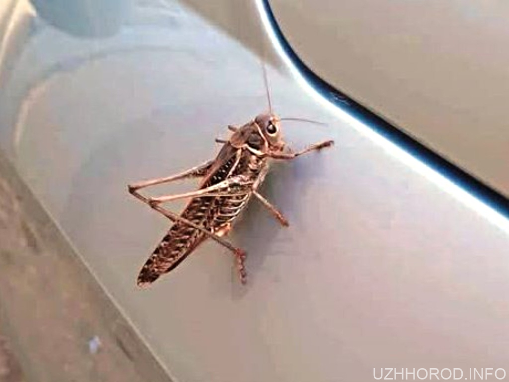 Закарпаття під прицілом сарани: незвичайне нашестя фіксують по всій області Закарпаття під прицілом сарани: незвичайне нашестя фіксують по всій області