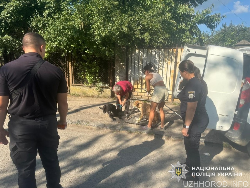 Поліція встановила власницю собак, які нападали на людей в Ужгороді фото