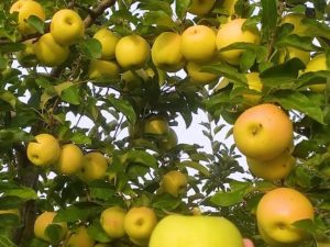 Фермер із Закарпаття розповів, як збільшити урожайність яблунь