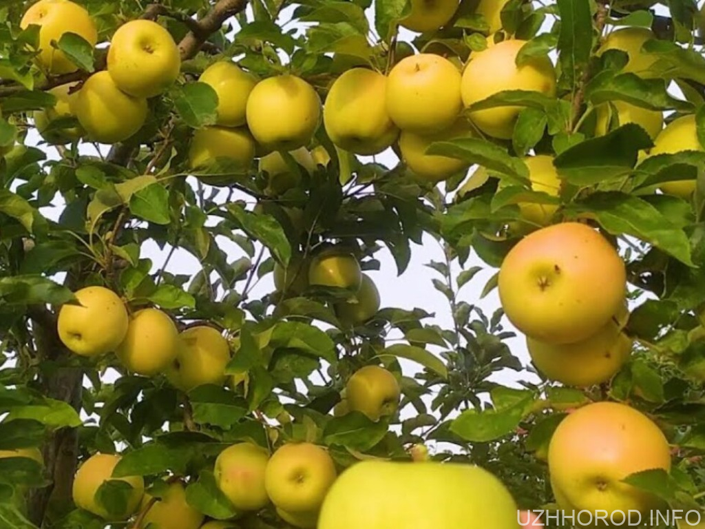Фермер із Закарпаття розповів, як збільшити урожайність яблунь