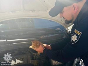 Патрульні врятували котика з-під капота в Ужгороді