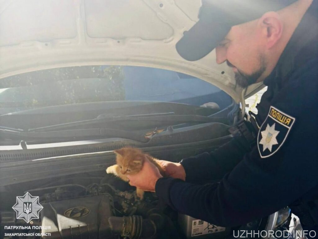 Патрульні врятували котика фото
