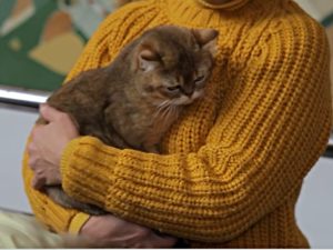 «Міс-Кіс 2025» (ВІДЕО)