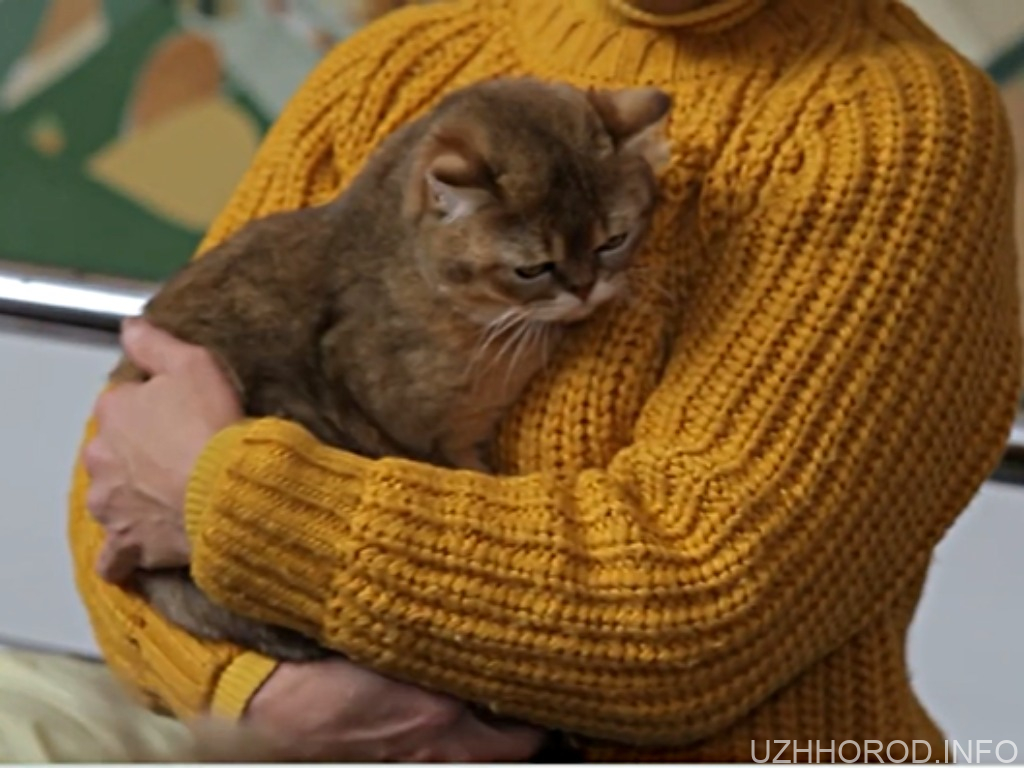 «Міс-Кіс 2025» (ВІДЕО)