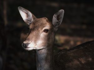 Поліція розпочала перевірку через відстріл диких тварин біля села на Хустщині