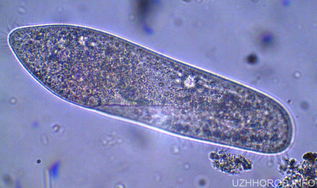 Впроваджено новітній критерій контролю над процесом очистки стічних вод