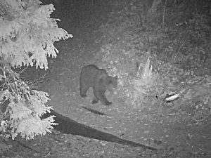 У Карпатах помітили ведмедя-шатуна: чому хижак не спить і чим це небезпечно (ФОТО)