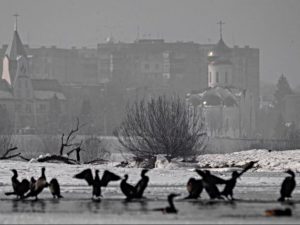 Небезпечні гості: чому експансія бакланів на річки Закарпаття — це не привід для радості