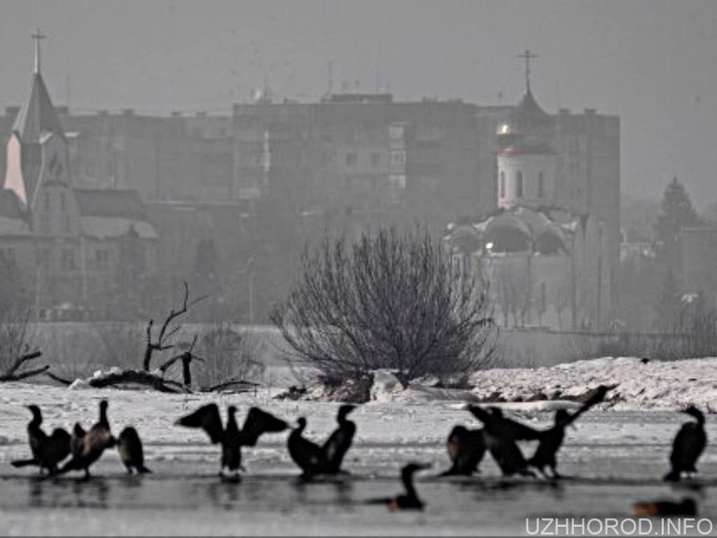 експансія бакланів на річки Закарпаття фото