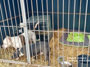 В Ужгороді поліцейські прилаштували до притулку двох бійцівських собак, господарка яких померла