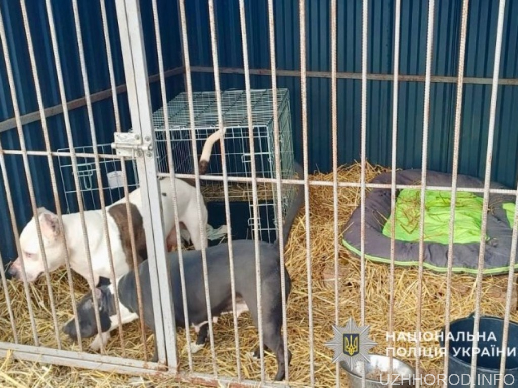 В Ужгороді поліцейські прилаштували до притулку двох бійцівських собак фото