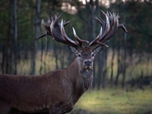 На Закарпатті живе нащадок легендарного оленя Руні