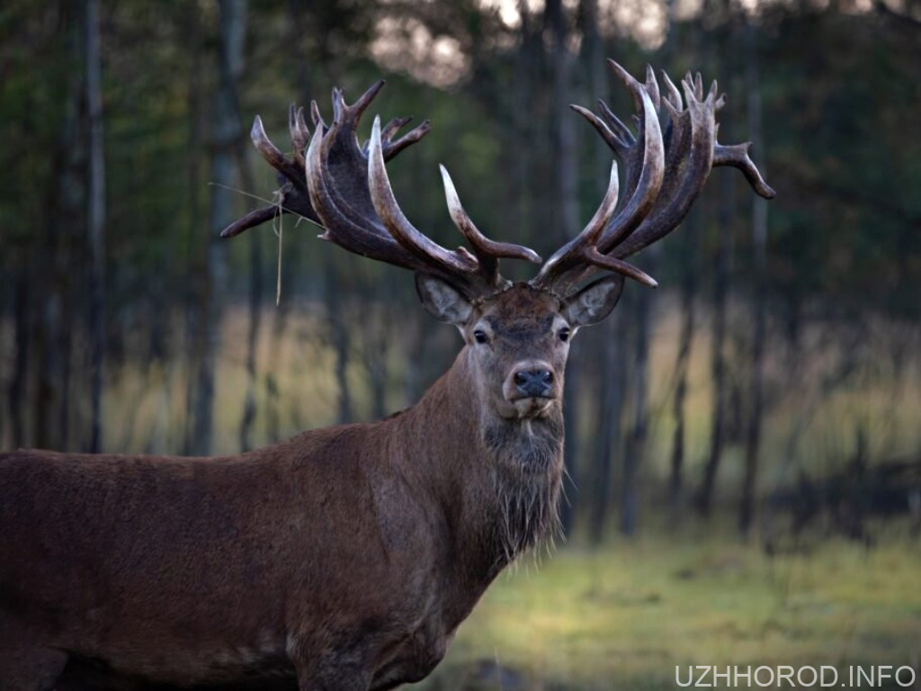 На Закарпатті живе нащадок легендарного оленя Руні