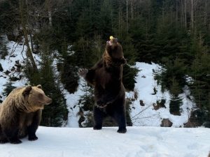 Реабілітаційний центр бурого ведмедя на Закарпатті: перші пробудження у лютому
