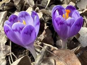 У лісах Закарпаття з’явилися первоцвіти (ФОТО)