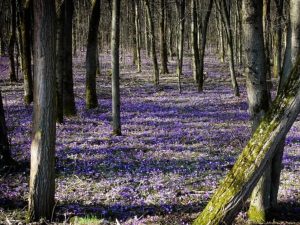 Шафрани Березинка: у відомому дендропарку на Мукачівщині зацвіли перші крокуси