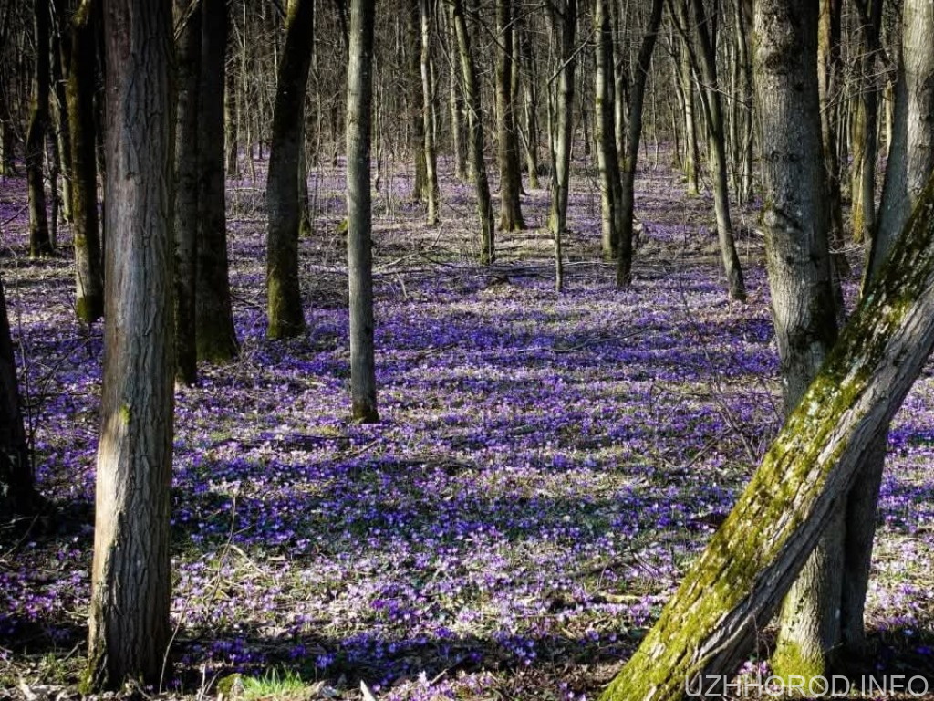 у відомому дендропарку на Мукачівщині зацвіли перші крокуси фото