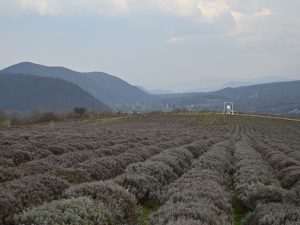 На Лавандовій горі біля Перечина будують парк «Шари часу» площею 31 гектар