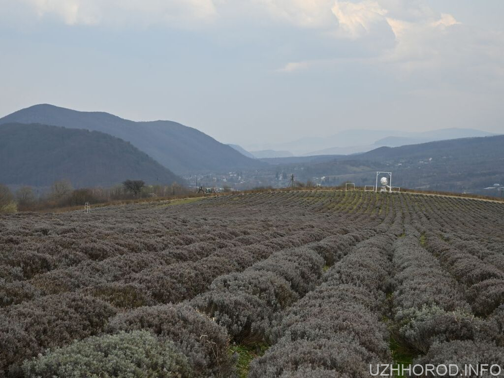 На Лавандовій горі біля Перечина будують парк фото