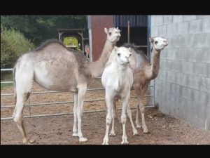 Поповнення у біопарку «Синевир»: на світ з’явилося верблюденя