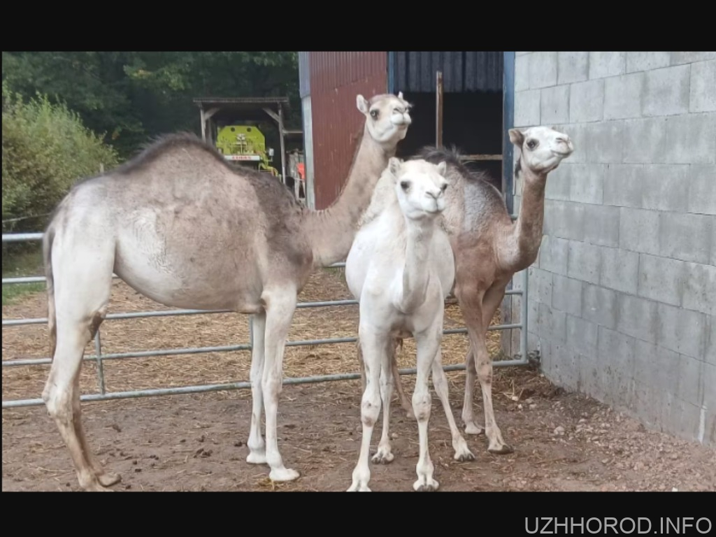 на світ з’явилося верблюденя фото