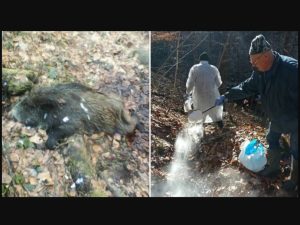 На Закарпатті підтвердили випадок африканської чуми свиней