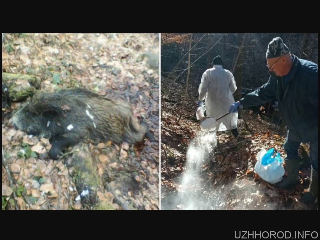 На Закарпатті підтвердили випадок африканської чуми свиней фото