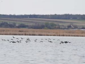 На Закарпатті зафіксували рідкісних птахів із Червоної книги України (ФОТО)