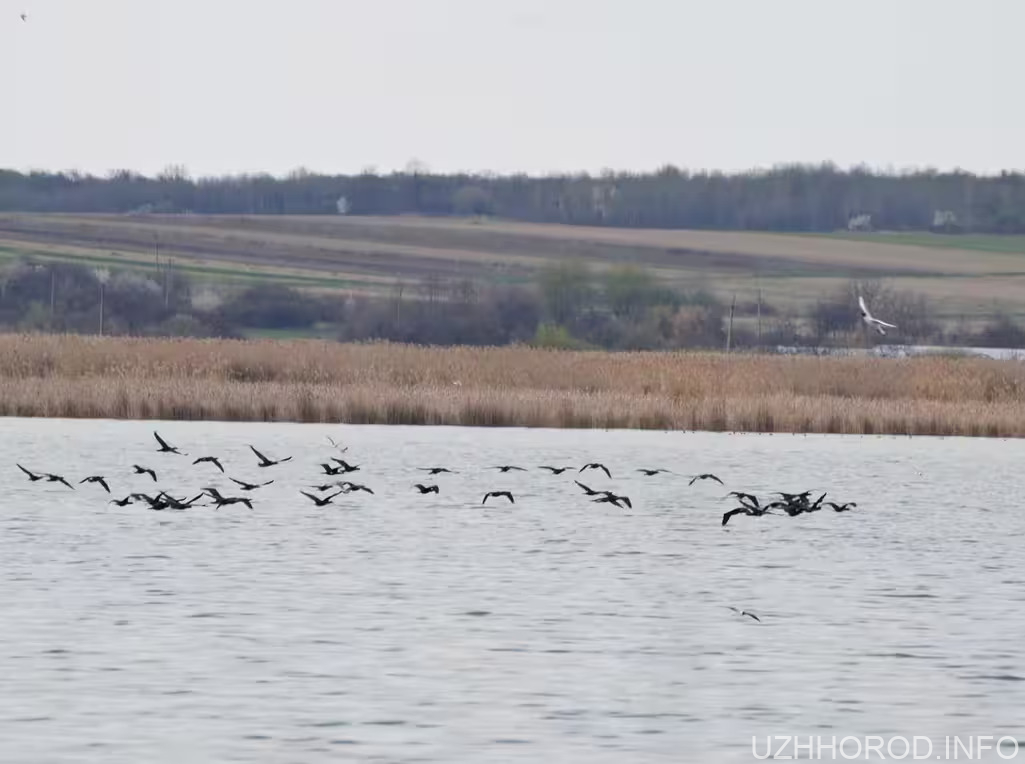 На Закарпатті зафіксували рідкісних птахів із Червоної книги України фото