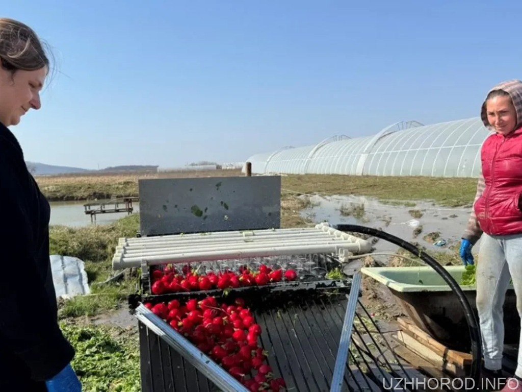 Редиска та капуста Закарпаття 2026: ціни на ринках та перевірка на нітрати