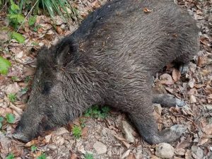 У лісах на Закарпатті фіксують загибель диких кабанів