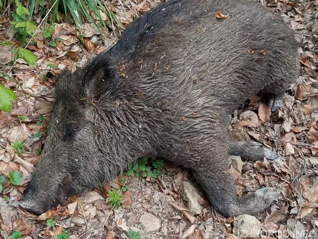 У лісах на Закарпатті фіксують загибель диких кабанів фото