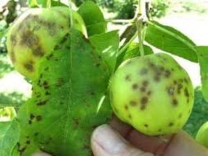 Яблуні на Закарпатті нищить агресивна епідемія