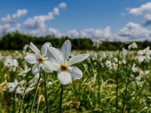 На Закарпатті розквітла Долина нарцисів (ФОТО)