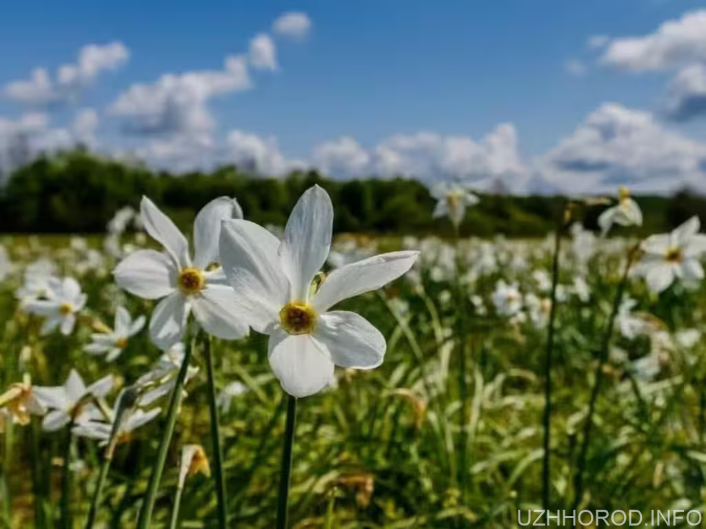 На Закарпатті розквітла Долина нарцисів фото